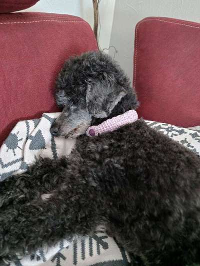 Alles rund um den Pudel-Beitrag-Bild