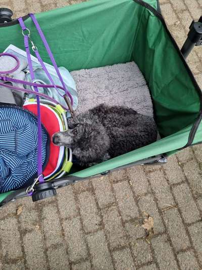 Alles rund um den Pudel-Beitrag-Bild