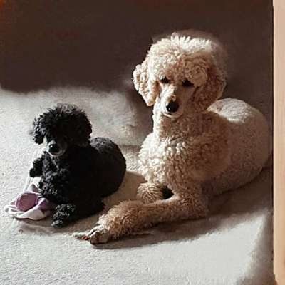 Alles rund um den Pudel-Beitrag-Bild