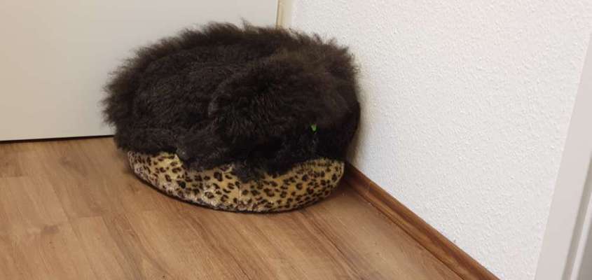 Alles rund um den Pudel-Beitrag-Bild