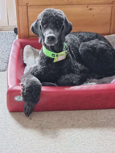 Alles rund um den Pudel-Beitrag-Bild