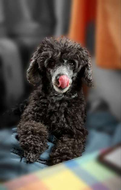 Zeigt her eure Pudel und Pudelmischlinge (:-Beitrag-Bild