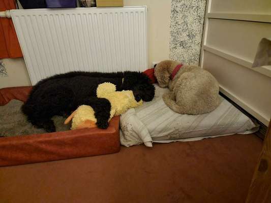 Alles rund um den Pudel-Beitrag-Bild