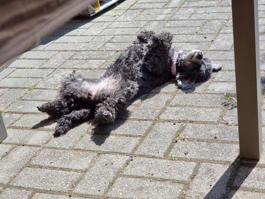 Alles rund um den Pudel-Beitrag-Bild