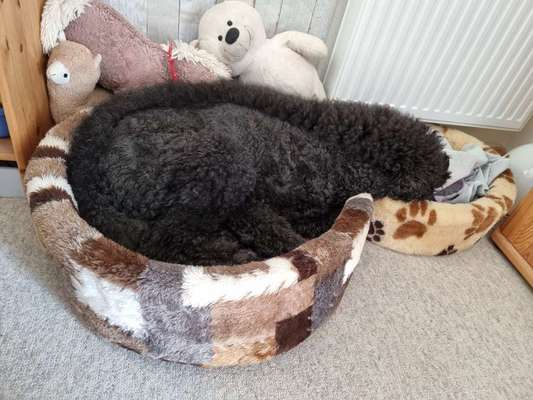 Alles rund um den Pudel-Beitrag-Bild