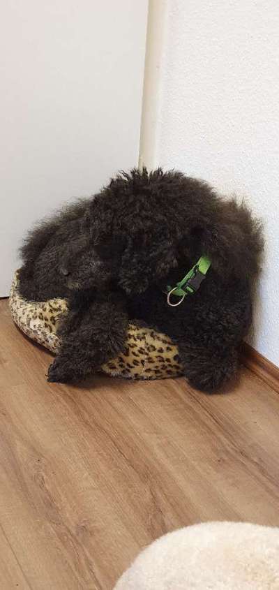 Alles rund um den Pudel-Beitrag-Bild