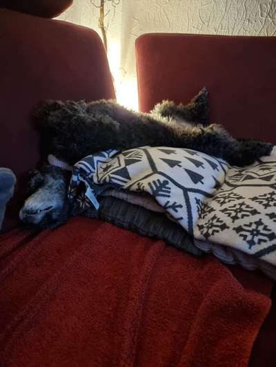 Alles rund um den Pudel-Beitrag-Bild