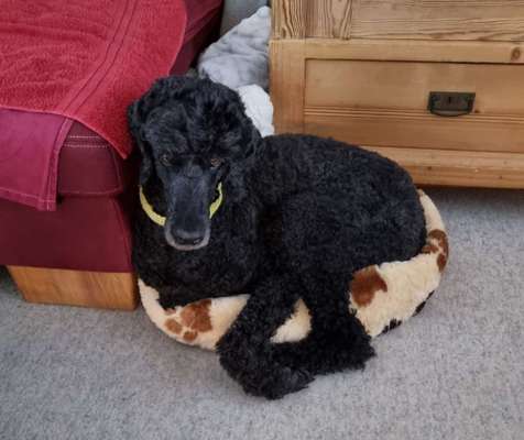 Alles rund um den Pudel-Beitrag-Bild