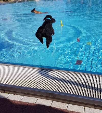 Alles rund um den Pudel-Beitrag-Bild