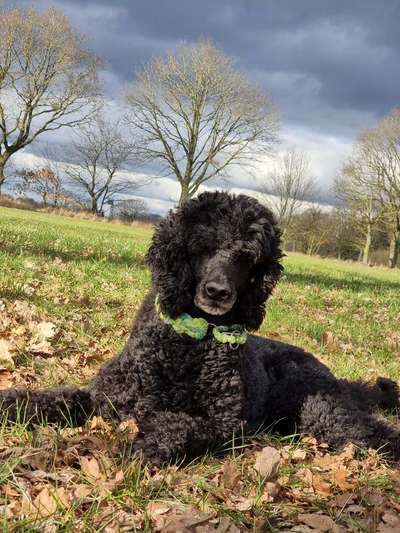 Alles rund um den Pudel-Beitrag-Bild