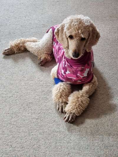 Alles rund um den Pudel-Beitrag-Bild