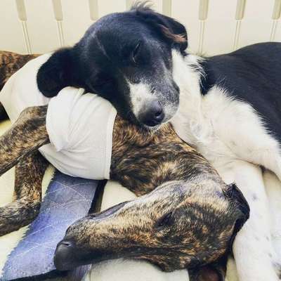 Die Dogorama Wochen Challenge "Friends will be Friends"-Beitrag-Bild