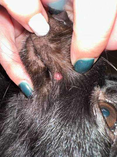 Pickel am Maul (entzündet)-Beitrag-Bild