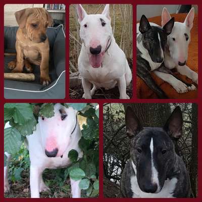 23. Collagen-Challenge: Portraits-Beitrag-Bild