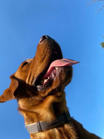 Hunde Porträt (Portrait) Galerie....-Beitrag-Bild