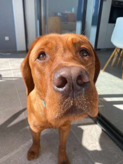 Hunde Porträt (Portrait) Galerie....-Beitrag-Bild