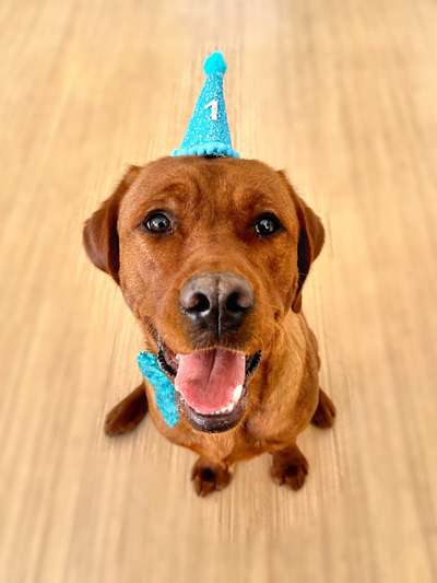 Hunde Porträt (Portrait) Galerie....-Beitrag-Bild