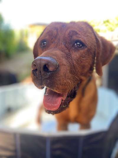 Hunde Porträt (Portrait) Galerie....-Beitrag-Bild