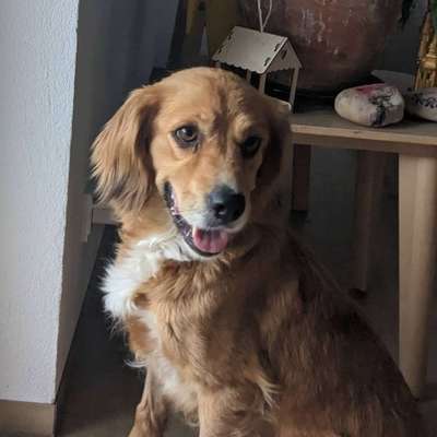 Hundetreffen-Wo sind die Hunde vom Oberfeld?