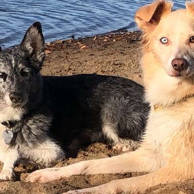 Hundetreffen-Runde (6km) Sechs-Seen-Platte Duisburg-Bild