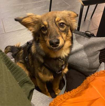 Hundetreffen-Suche Spielfreunde für meine Gigi-Bild