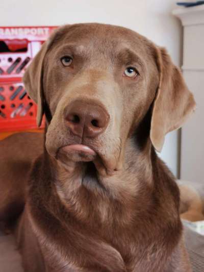 Welpen Bilder !-Beitrag-Bild