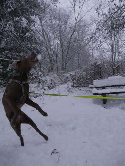 Challenge Nr. 16         Dynamik - Dein Hund in Bewegung-Beitrag-Bild