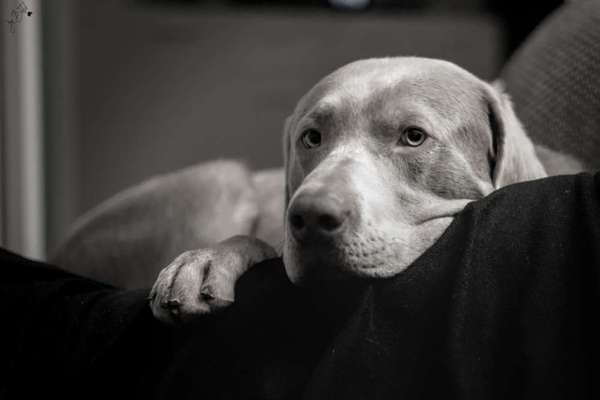 Labradorfans-Beitrag-Bild