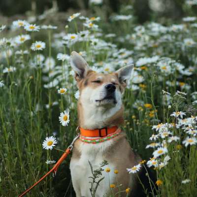 Dogorama Photo Challenge - Hundeblick zum hinschmelzen-Beitrag-Bild