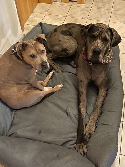 "Bulligere Arten" auch hier? :) Amstaff etc..-Beitrag-Bild