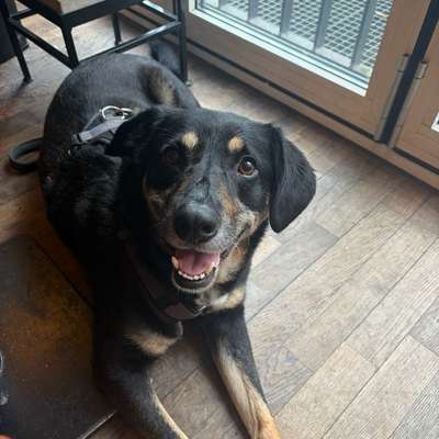 Hundetreffen-Hundefreund für Elijah-Bild
