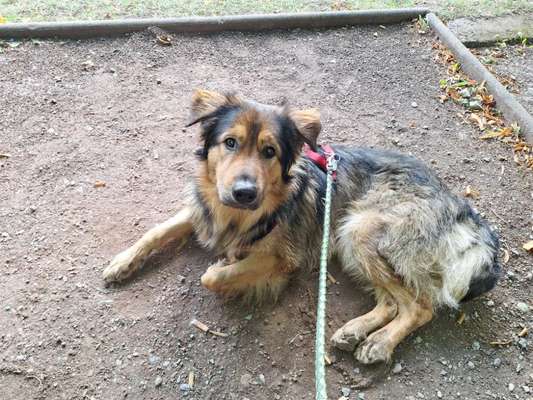 Hundetreffen-Hundetreffen-Bild