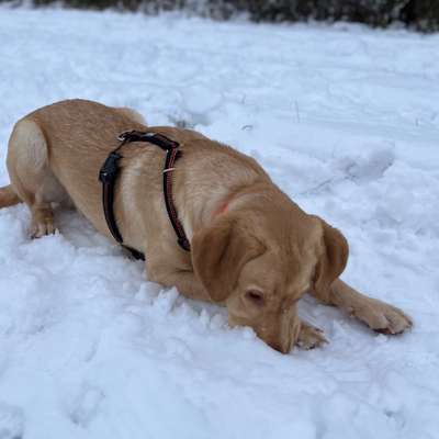 Hundetreffen-Junghunde Treffen (freies Spiel & Social Walk) am Kronsberg-Bild