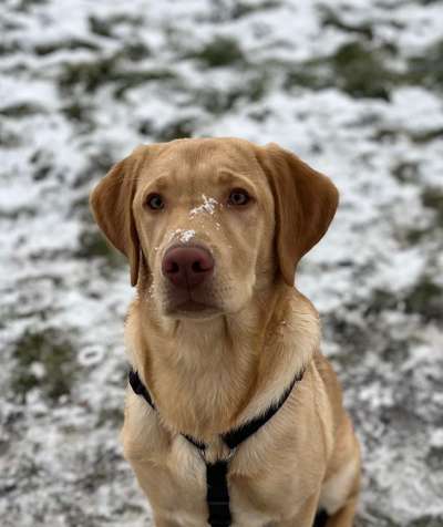 Labradorfans-Beitrag-Bild