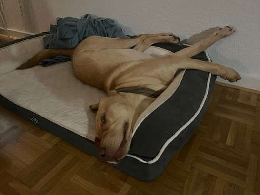 Fotosammlung: ,,Der natürliche Hund" Unbearbeitet, ungestellt und in Natura-Beitrag-Bild