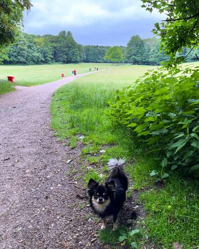 Hundetreffen-Minis im Öjendorfer Park. Immer mal wieder Sonntags 10:-Bild