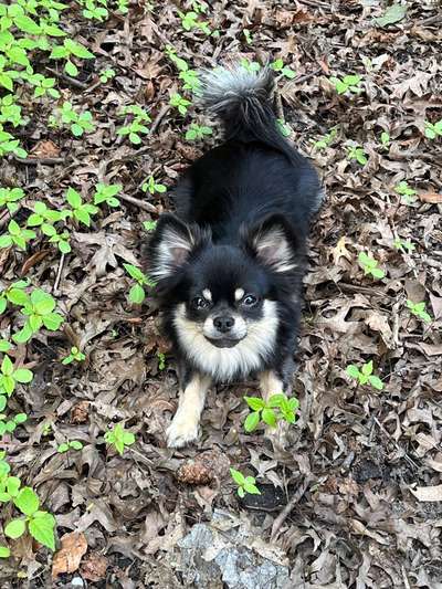 Hundetreffen-Mini - Kleine Hunde (bis ca. 6kg)-Bild