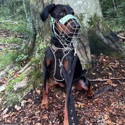 Hundetreffen-Soziale Kontakte trainieren gassi gehen-Bild