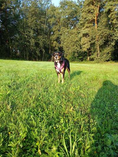 Hundeauslaufgebiet-Die Rörtherbach Runde-Bild