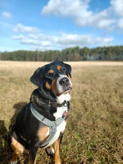 Schweizer Sennenhunde-Beitrag-Bild