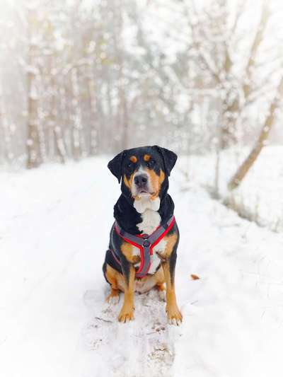 Der erste Schnee, zeigt uns eure tollen Schneemomente-Beitrag-Bild