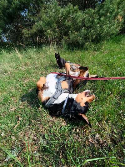 Fotosammlung: ,,Der natürliche Hund" Unbearbeitet, ungestellt und in Natura-Beitrag-Bild