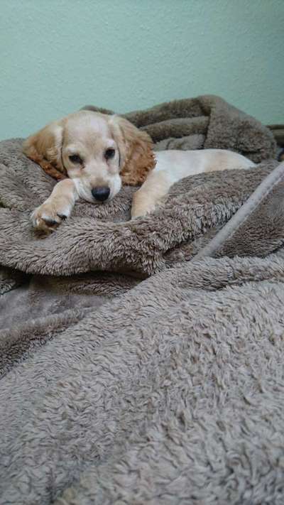 Welpen Bilder !-Beitrag-Bild