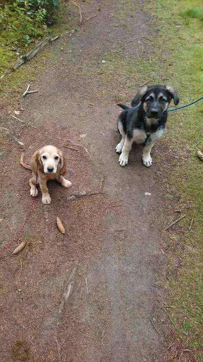 Die Dogorama Wochen Challenge "Friends will be Friends"-Beitrag-Bild