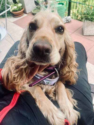 Wie kamst du zu deinem Hund?-Beitrag-Bild