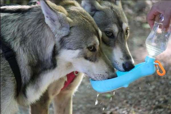 Die Dogorama Wochen Challenge "Friends will be Friends"-Beitrag-Bild