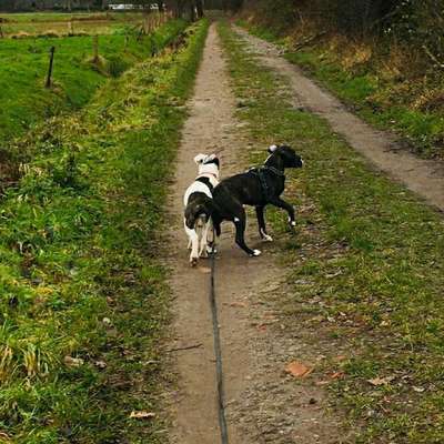 Hundetreffen-Gassirunde oder Spielrunde 😍-Bild