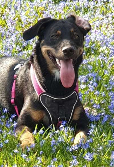 Die Dogorama Monats Challenge "Es grünt und blüht"-Beitrag-Bild