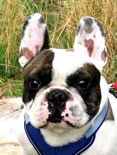 Dogorama Photo Challenge - Portrait-Beitrag-Bild