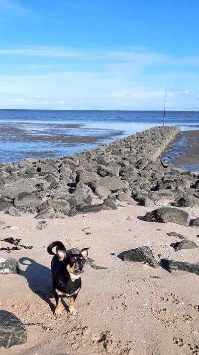 Welche Hunderasse-Beitrag-Bild